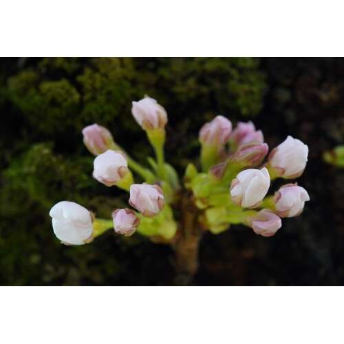 SONY FE 90mm f/2.8 G