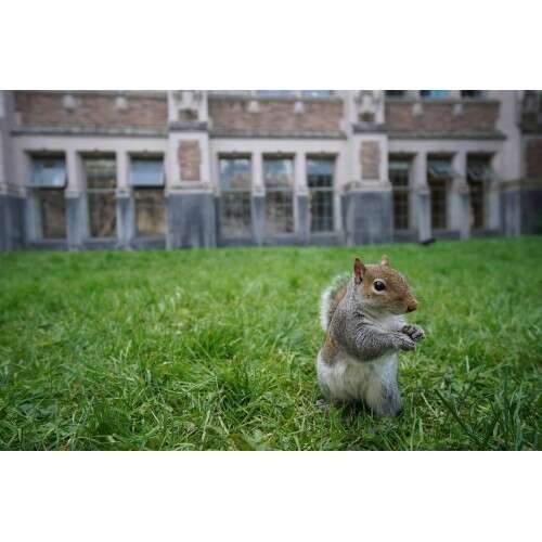 SONY FE 90mm f/2.8 G - SEL90M28G