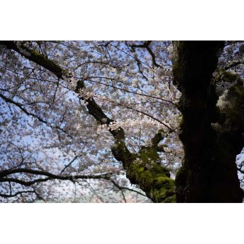 SONY FE 90mm f/2.8 G - SEL90M28G