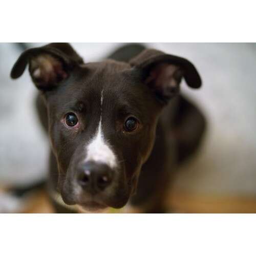 SONY FE 85mm f/1.8 - SEL85F18