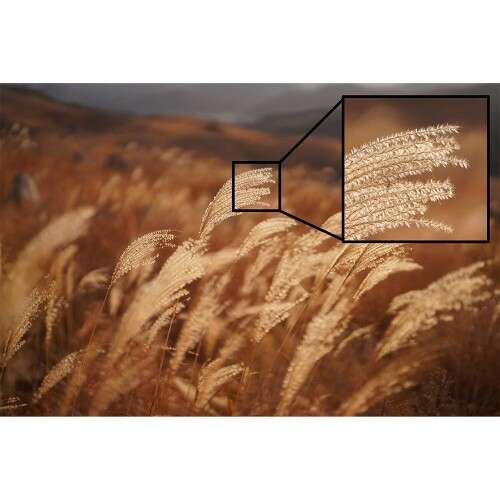 SONY FE 50mm f/1.2 GM - SEL50F12GM