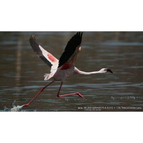 SONY FE 200-600mm f/5.6-6.3 G - SEL200600G