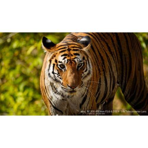 SONY FE 200-600mm f/5.6-6.3 G - SEL200600G