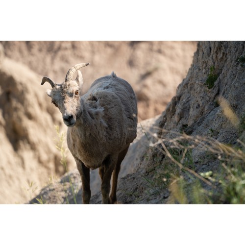 SONY FE 70-300mm f/4.5-5.6 G - SEL70300G SONY FE 70-300mm f/4.5-5.6 G - SEL70300G