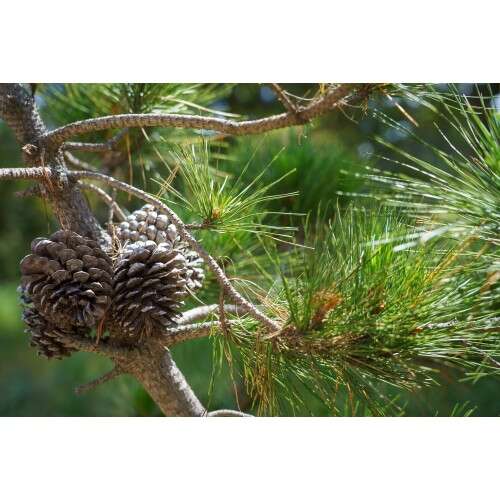 SONY FE 24-105mm f/4 G - SEL24105G