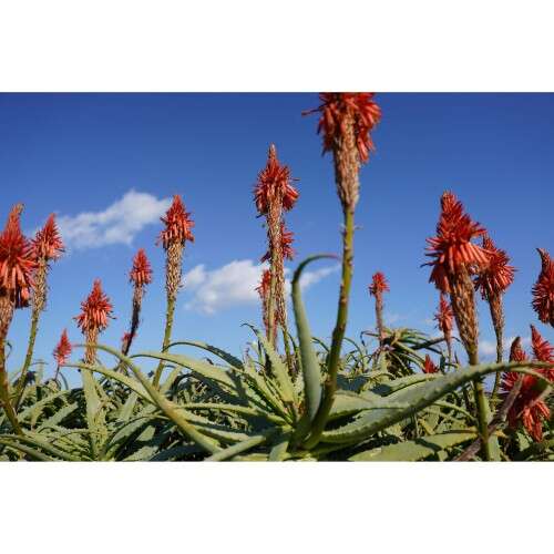 SONY FE 24-70mm f/2.8 GM2 - SEL2470GM2