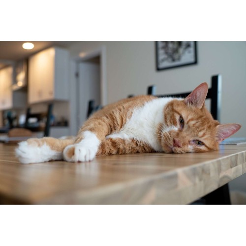 SONY E 16-55mm f/2.8 G - SEL1655G