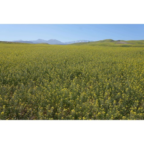 SONY E 16-50mm f/3.5-5.6 II - SELP16502B