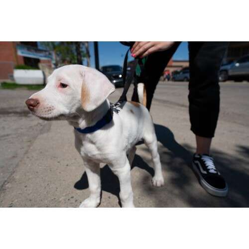 SONY FE 12-24mm f/4 G - SEL1224G