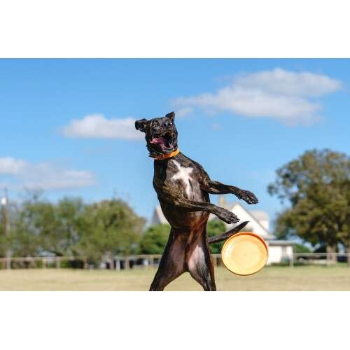 SONY E 10-18mm f/4 - SEL1018