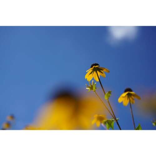 SONY FE 50mm f/2.8 - SEL50M28