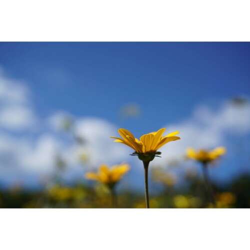 SONY FE 50mm f/2.8 - SEL50M28