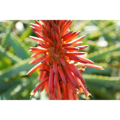 SONY FE 40mm f 2.5 G - SEL40F25G