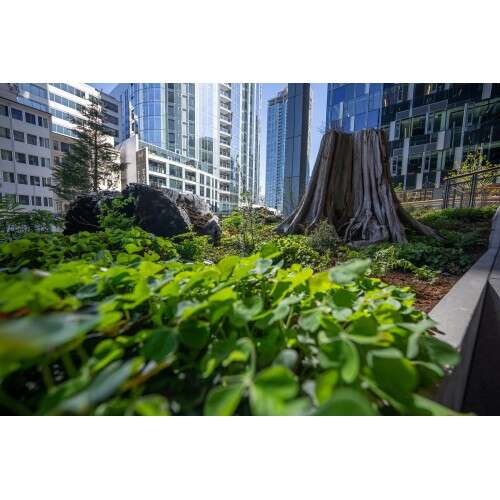 SONY FE 14mm f/1.8 GM - SEL14F18GM