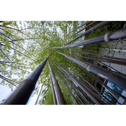 SONY FE 14mm f/1.8 GM - SEL14F18GM