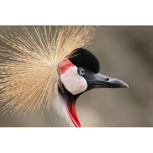 CANON RF 75-300mm f/4-5.6