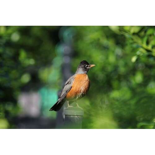 CANON RF 75-300mm f/4-5.6