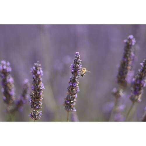 CANON RF 70-200mm f/2.8 L IS USM Z BLACK