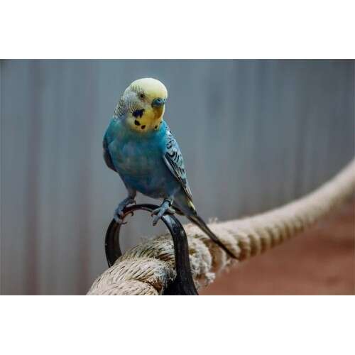 CANON POWERSHOT G7 X MK III BLACK