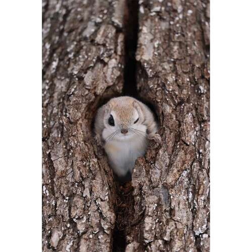 CANON RF 600mm f/4 L IS USM