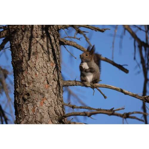 CANON RF 400mm f/2.8 L IS USM