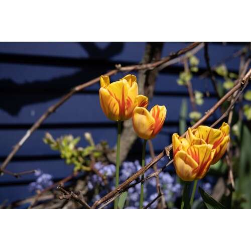 CANON RF 85mm f/1.2 L USM DS