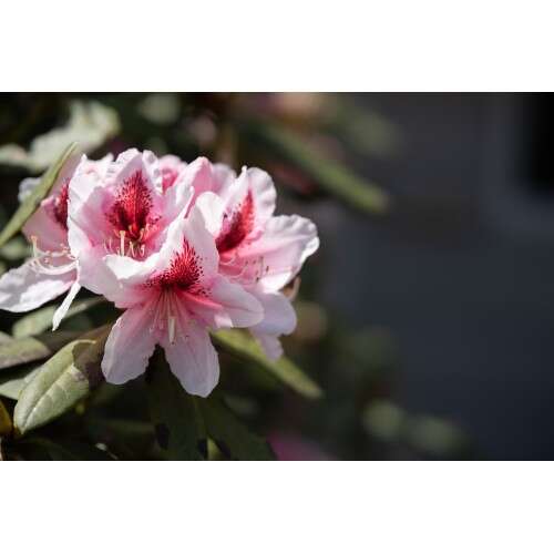 CANON RF 85mm f/1.2 L USM DS