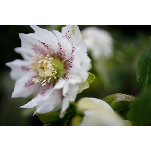 CANON RF 35mm f/1.8 MACRO IS STM