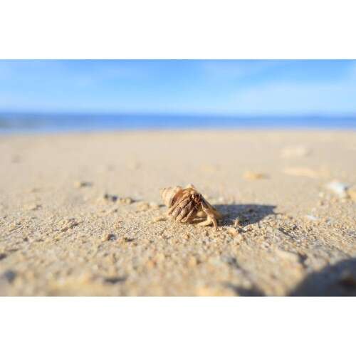 CANON RF 16mm f/2.8 STM