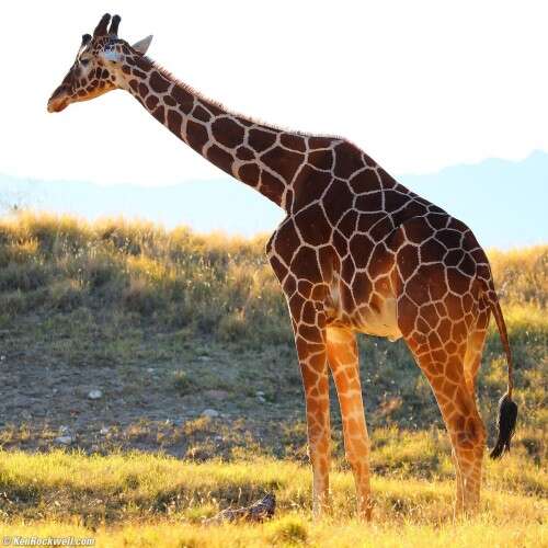 CANON EF 70-300mm f/4.0-5.6 IS II USM