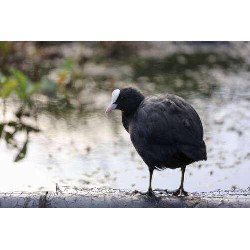 CANON EF 70-200mm f/4 L IS II USM