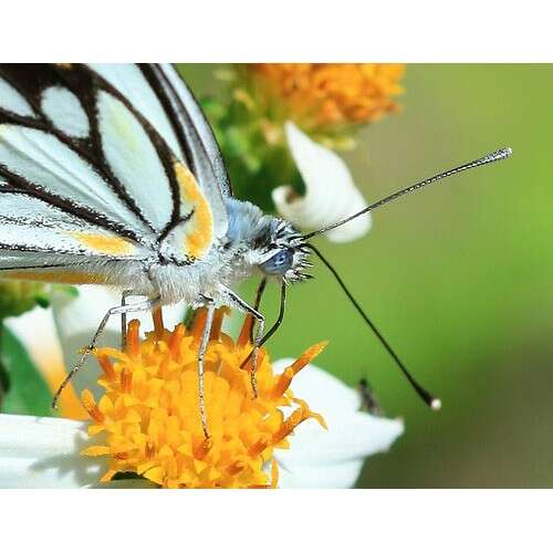 CANON EF 100mm f/2.8 L IS USM MACRO