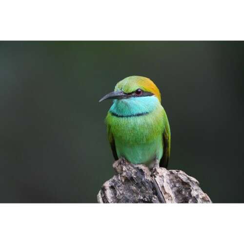 SONY A6700 + 18-135mm f/3.5-5.6 - ILCE6700MB