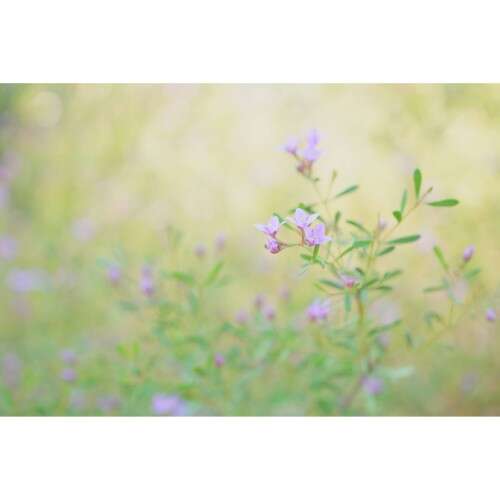 SONY A6700 + 18-135mm f/3.5-5.6 - ILCE6700MB