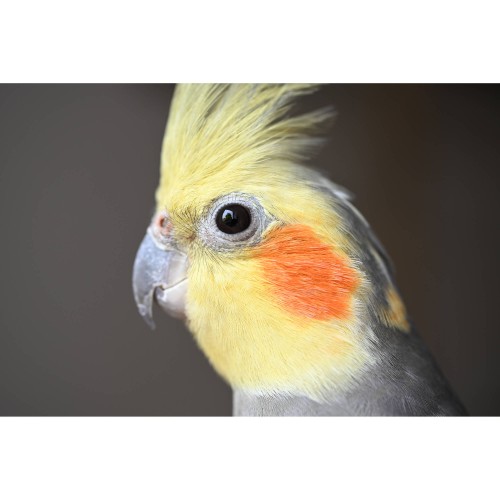 NIKON NIKKOR Z DX MC 35mm f/1.7