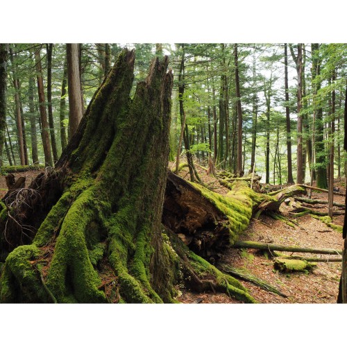 OM-SYSTEM OM-5 MK II BODY SILVER - GARANZIA ITALIANA POLYPHOTO