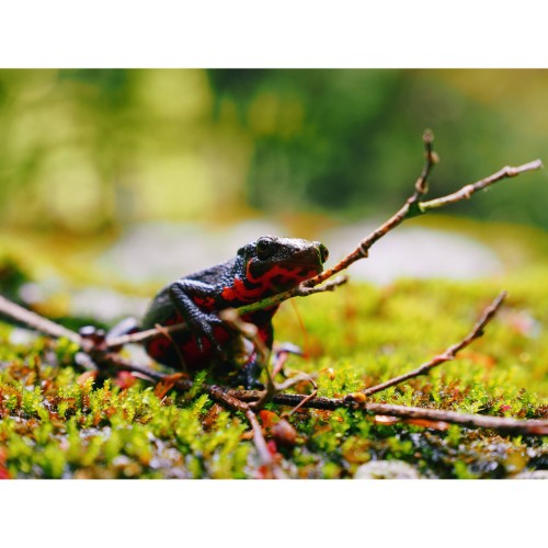 OM-SYSTEM OM-5 MK II BODY SILVER - GARANZIA ITALIANA POLYPHOTO