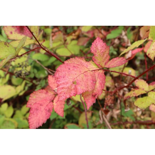 CANON POWERSHOT G7 X MK III BLACK - GARANZIA CANON ITALIA