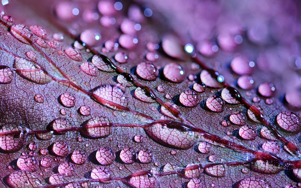 Macrofotografia: conoscere il mondo nei minimi dettagli