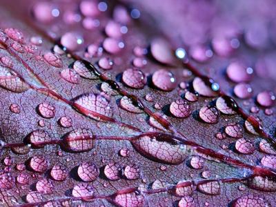Macrofotografia:  conoscere il mondo nei minimi dettagli
